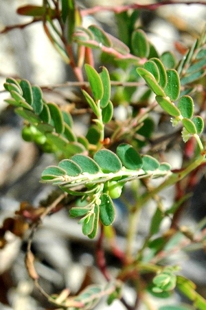 Phyllanthus abnormis