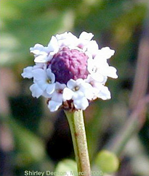 Phyla nodiflora