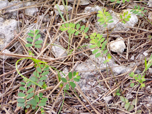 Phyllanthus pentaphyllus