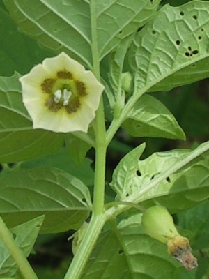 Physalis cordata