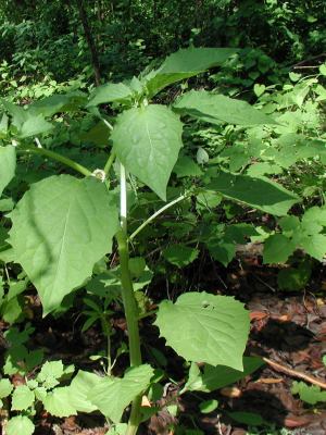 Physalis cordata