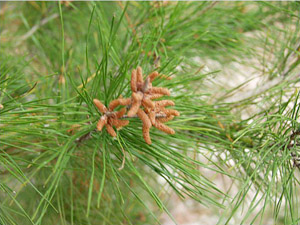 Pinus clausa
