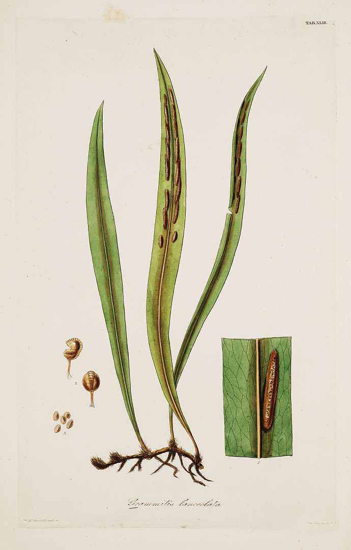 Pleopeltis astrolepis
