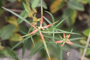 Euphorbia pinetorum