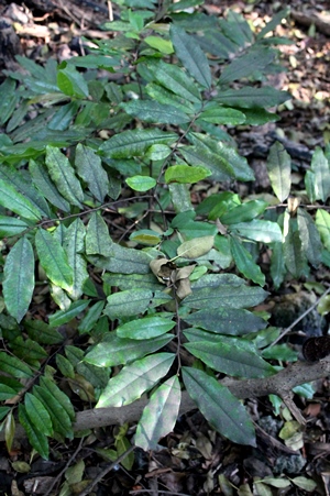 Polyalthia suberosa