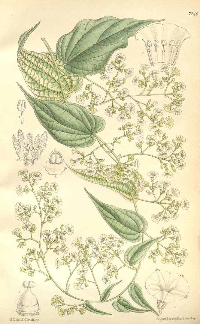 Poranopsis paniculata