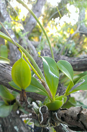 Prosthechea boothiana