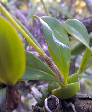 Prosthechea boothiana