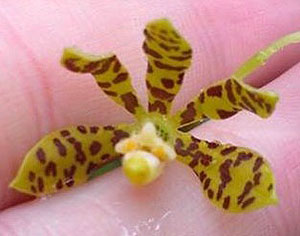 Prosthechea boothiana