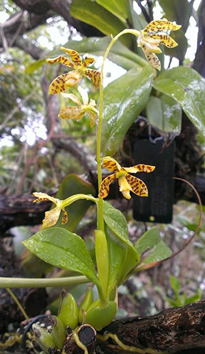 Prosthechea boothiana