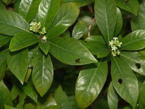 Psychotria ligustrifolia