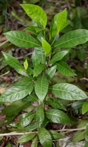 Psychotria ligustrifolia