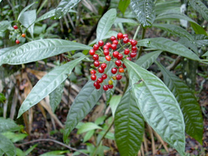 Psychotria tenuifolia