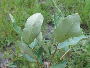Quercus minima