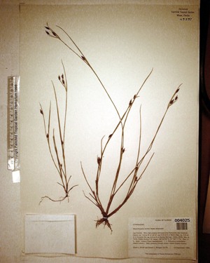 Rhynchospora eximia