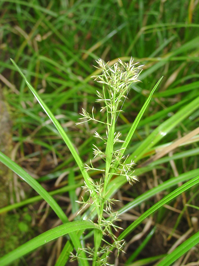 Rhynchospora miliacea