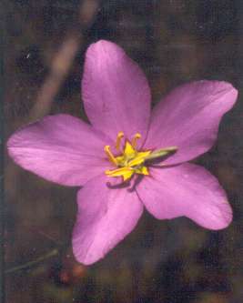Sabatia grandiflora