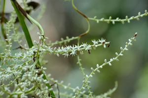 Sabal palmetto