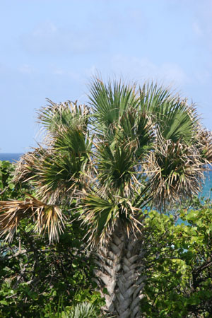 cabbage palm plant