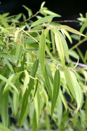 Salix caroliniana