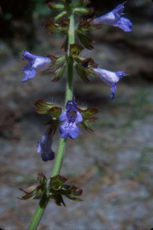 Salvia lyrata