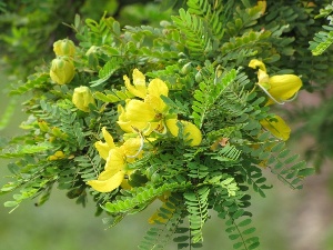 Senna polyphylla