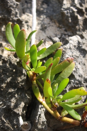 Sesuvium portulacastrum