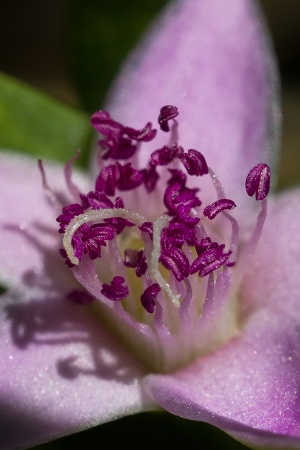 Sesuvium portulacastrum