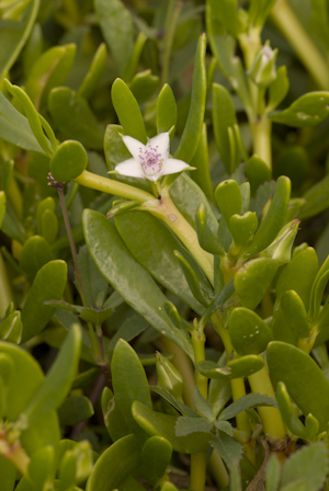 Sesuvium portulacastrum