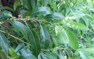 Sideroxylon salicifolium