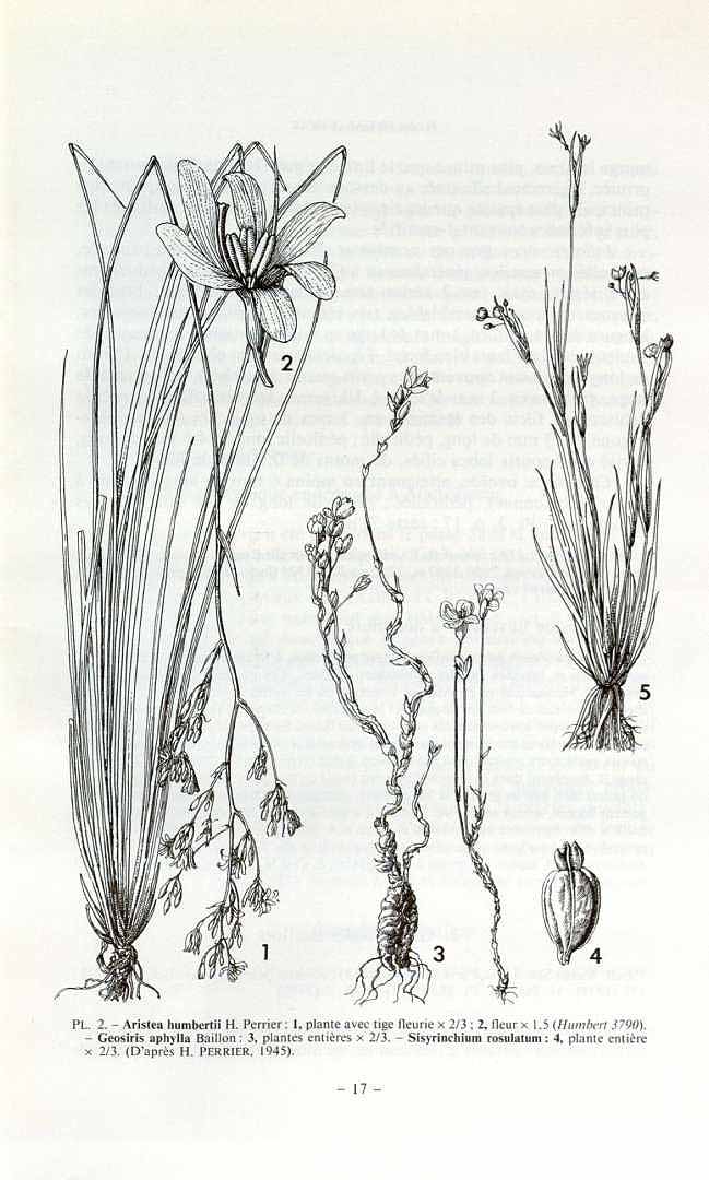Sisyrinchium rosulatum