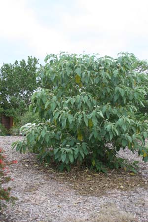 Solanum erianthum
