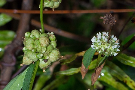 Spermacoce verticillata