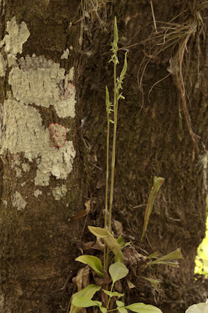 Cyclopogon elatus