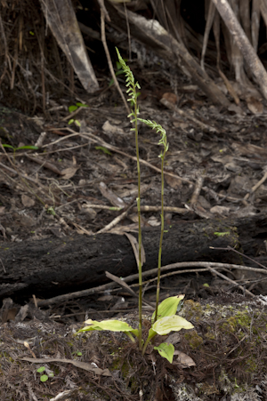 Cyclopogon elatus