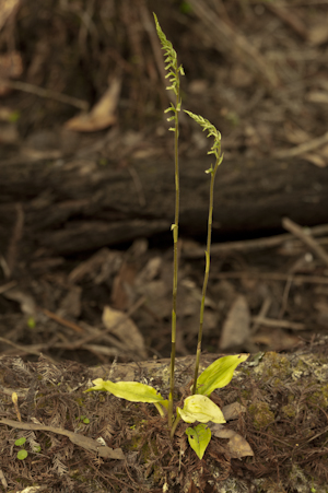 Cyclopogon elatus