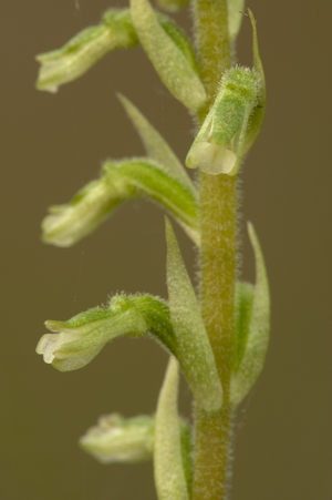 Cyclopogon elatus