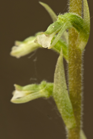 Cyclopogon elatus