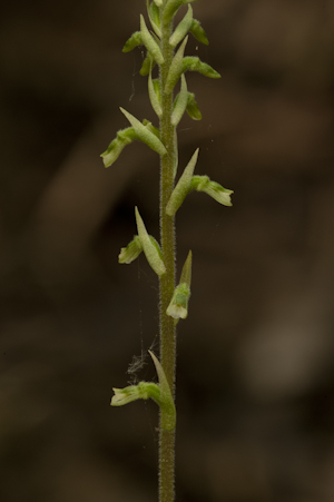 Cyclopogon elatus