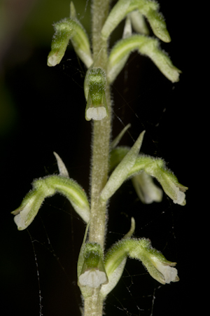 Cyclopogon elatus