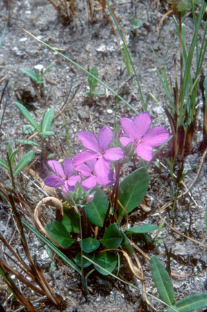 Stenandrium dulce