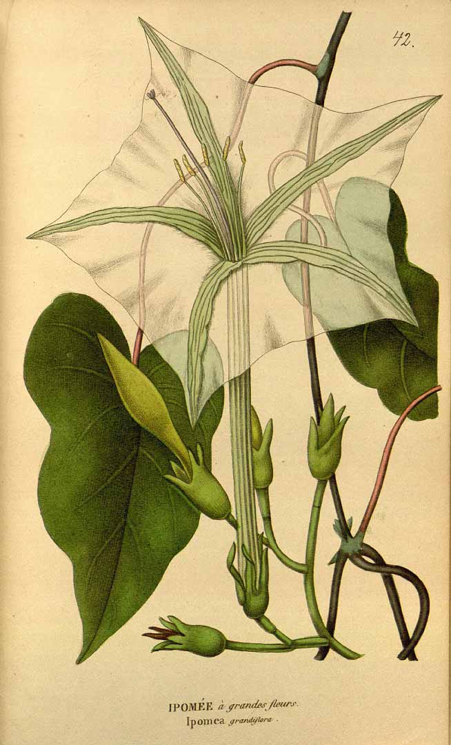 Stictocardia tiliifolia