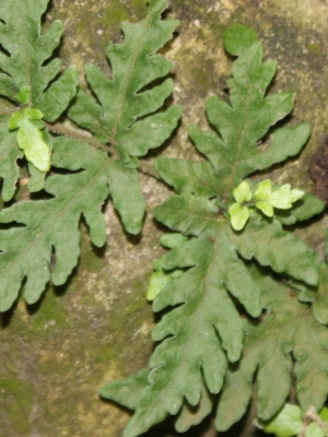 Tectaria coriandrifolia