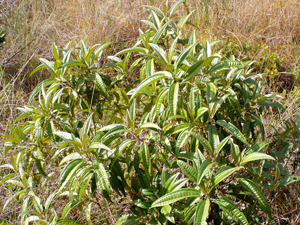 Tetrazygia bicolor