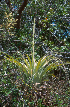 Tillandsia utriculata