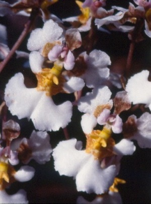 Tolumnia bahamensis