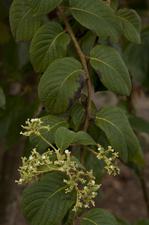 Tournefortia hirsutissima