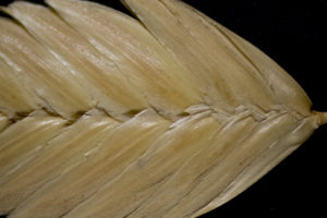 Uniola paniculata