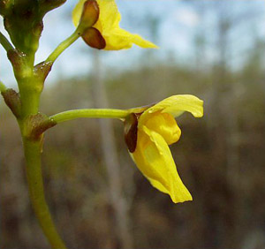 Utricularia foliosa
