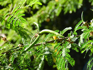 Vachellia farnesiana